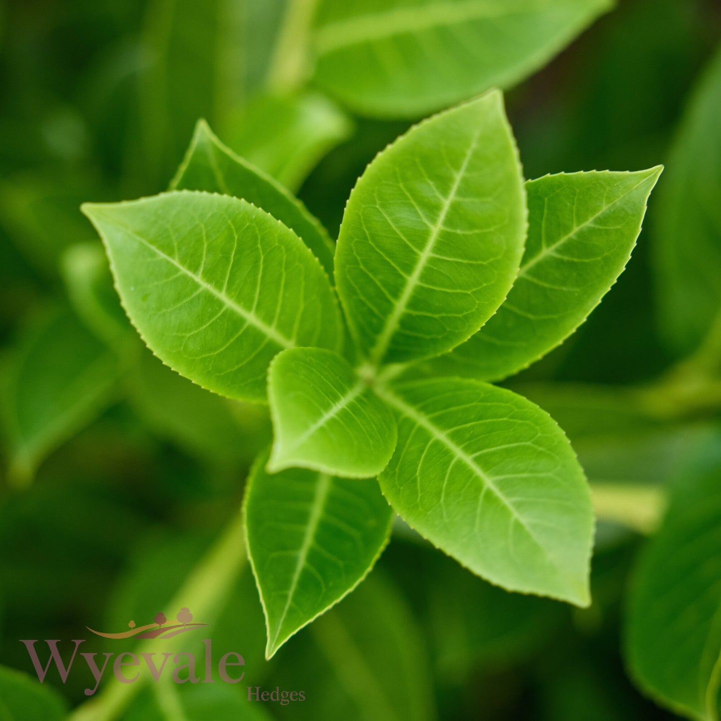 Bareroot Prunus laurocerasus (Cherry Laurel)