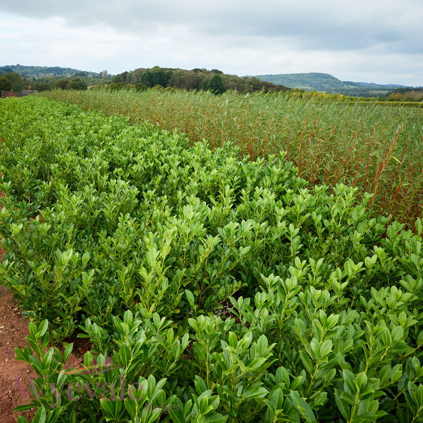 Bareroot Prunus laurocerasus (Cherry Laurel)