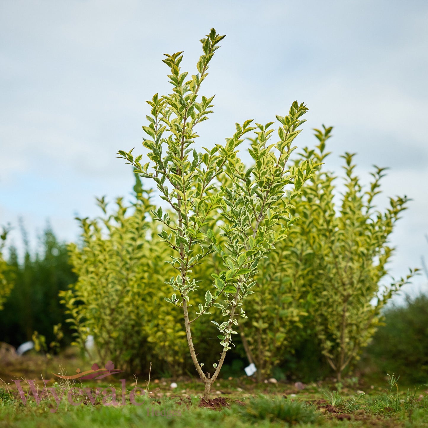 Bareroot Ligustrum ovalifolium (Golden Privet) 'Aureum'