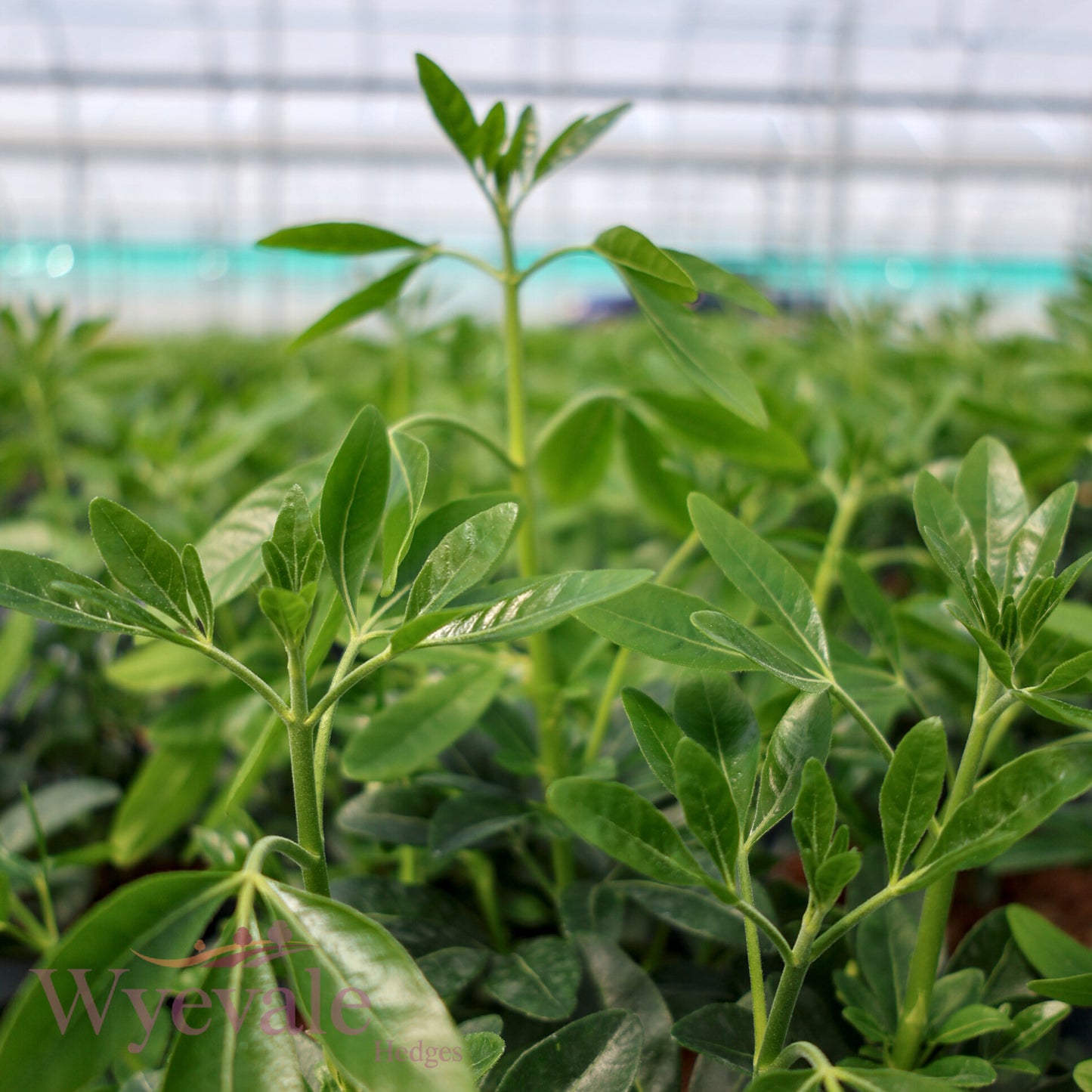 Choisya ternata (Mexican Orange Blossom)
