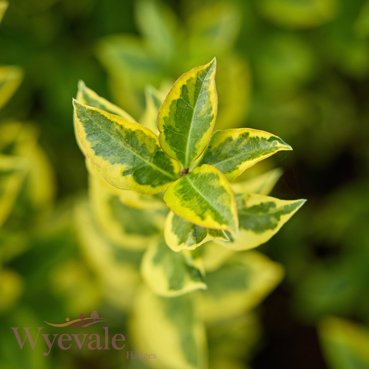 Bareroot Ligustrum ovalifolium (Golden Privet) 'Aureum'