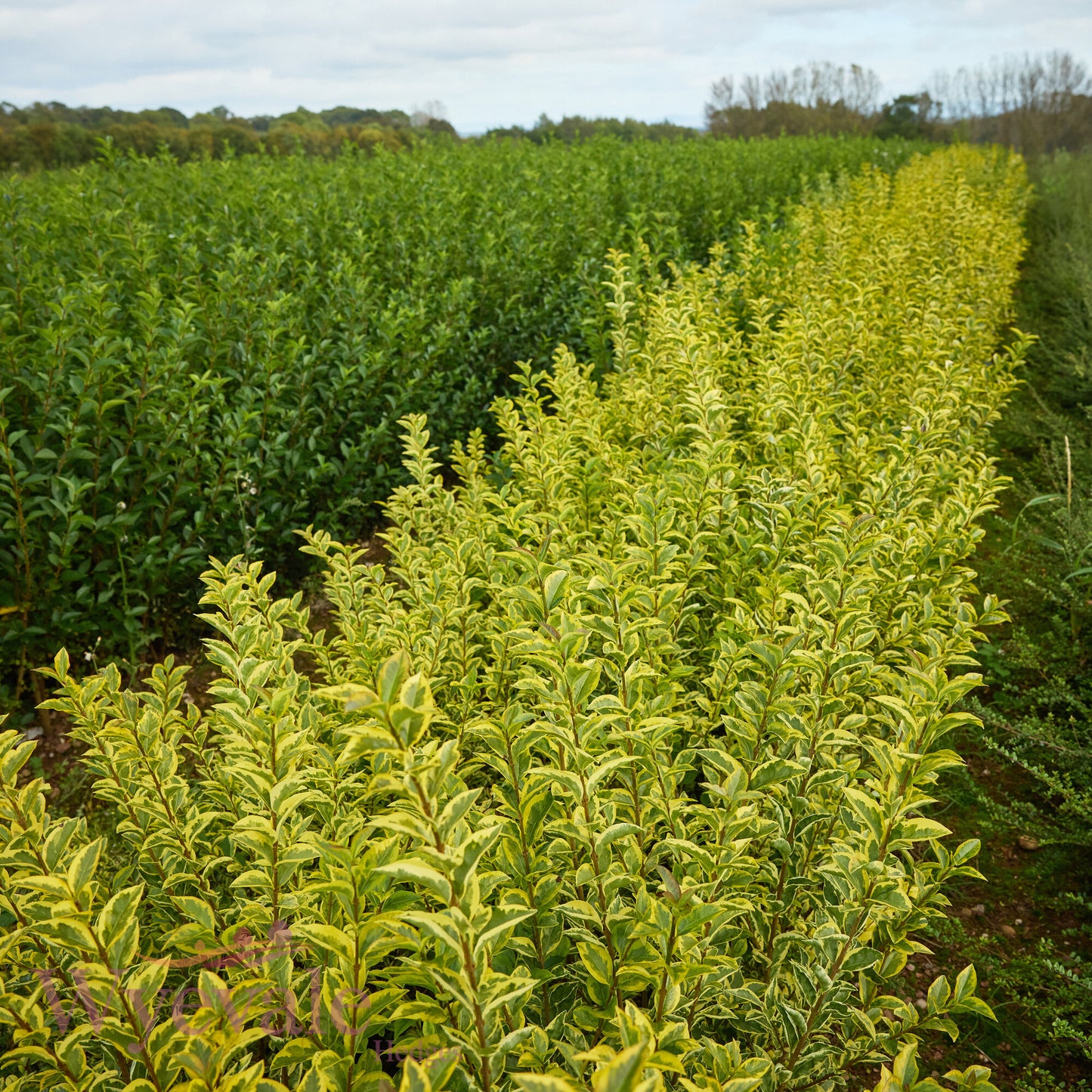 Bareroot Ligustrum ovalifolium (Golden Privet) 'Aureum'