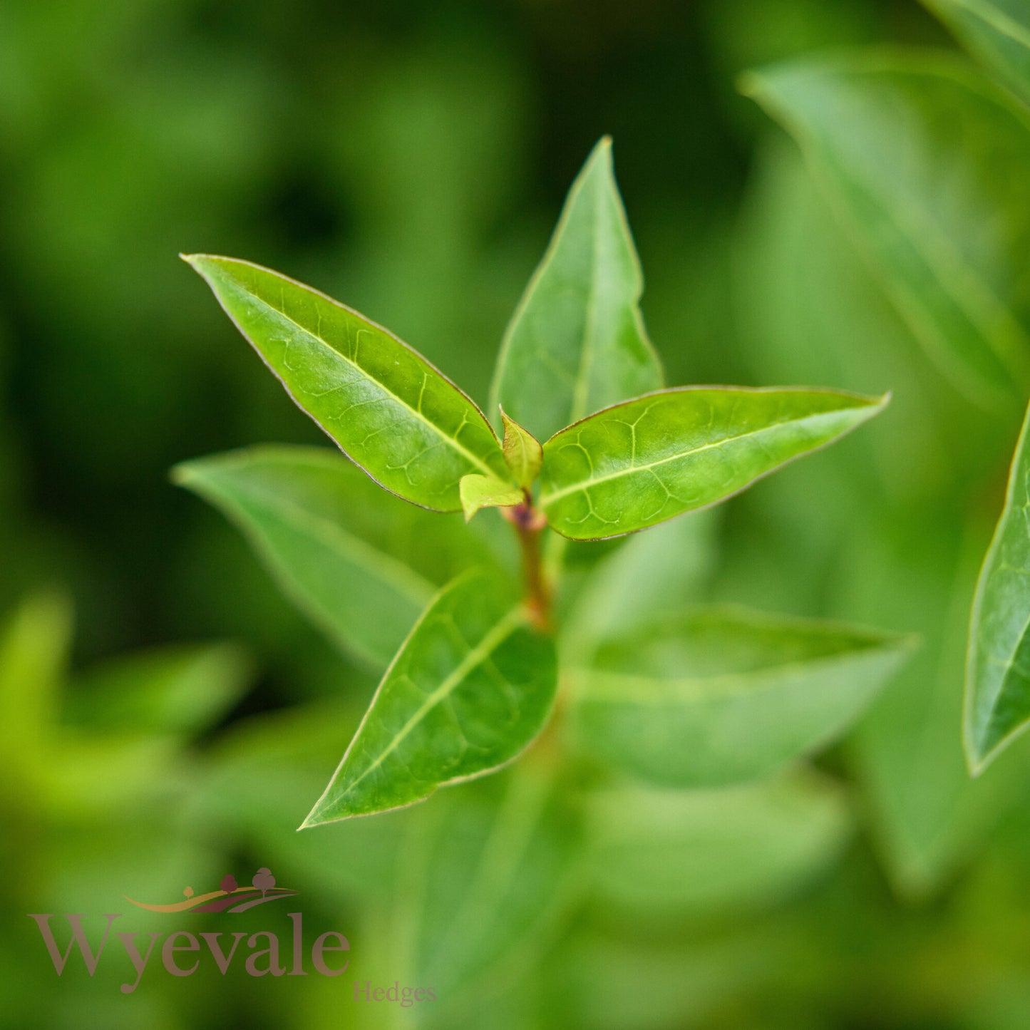 Bareroot Ligustrum ovalifolium (Oval-leaved Privet)