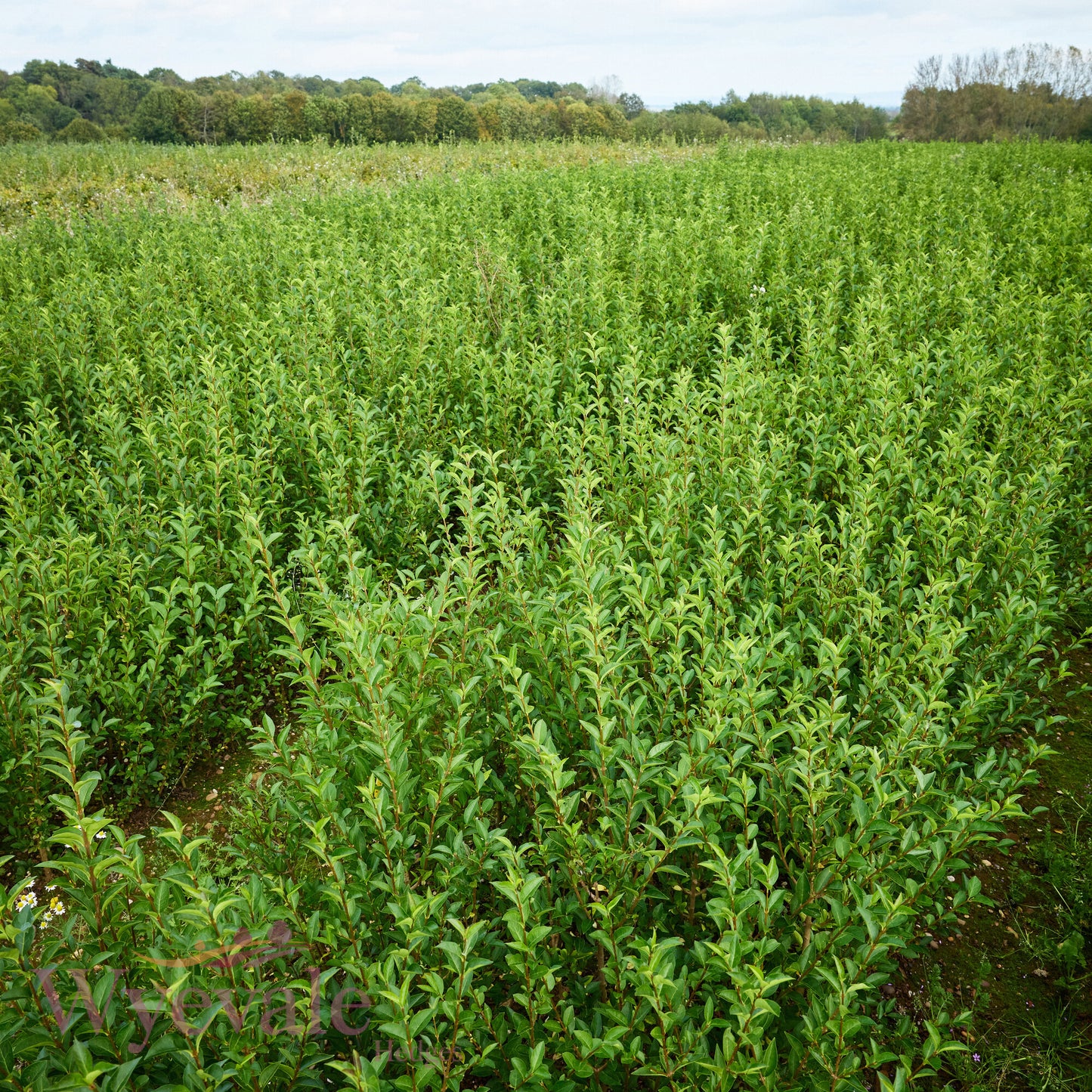 Bareroot Ligustrum ovalifolium (Oval-leaved Privet)