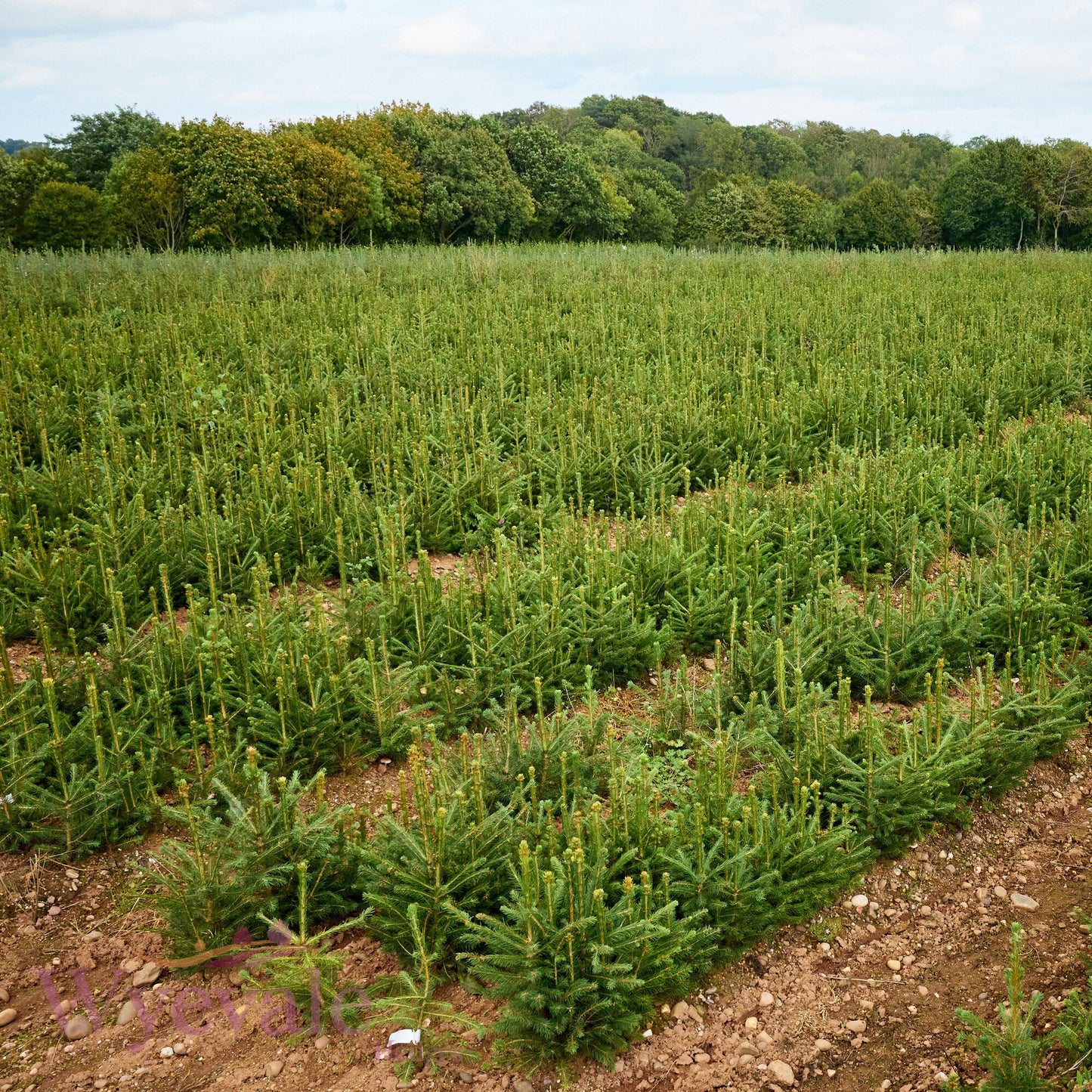 Bareroot Abies nordmanniana (Nordmann Fir)