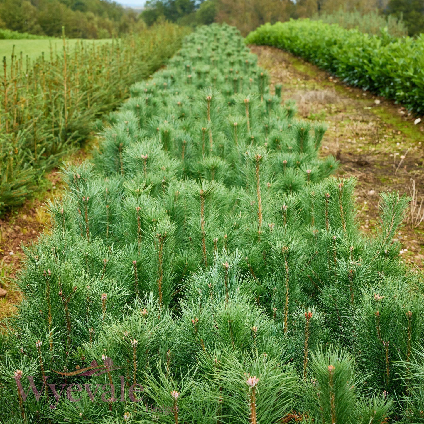 Bareroot Pinus sylvestris (Scots Pine)