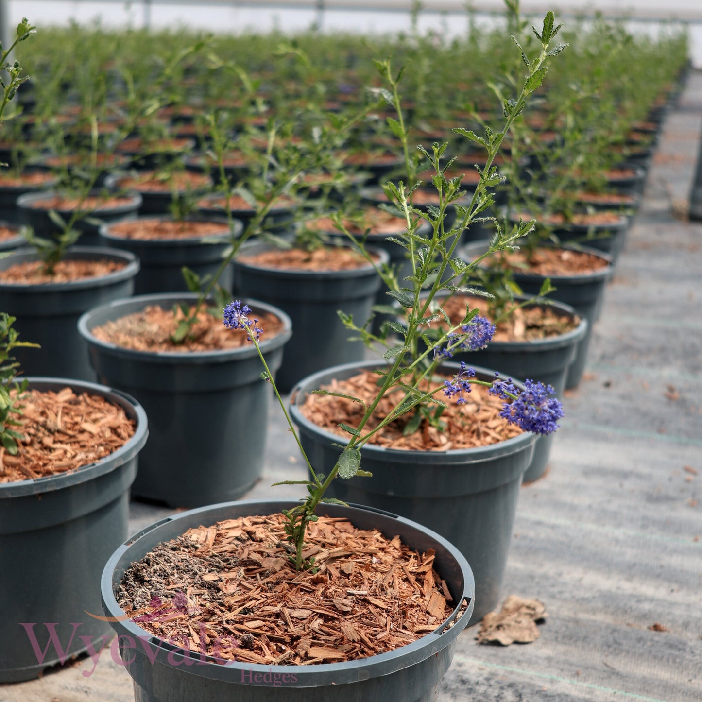 Ceanothus (Californian Lilac) 'Concha'