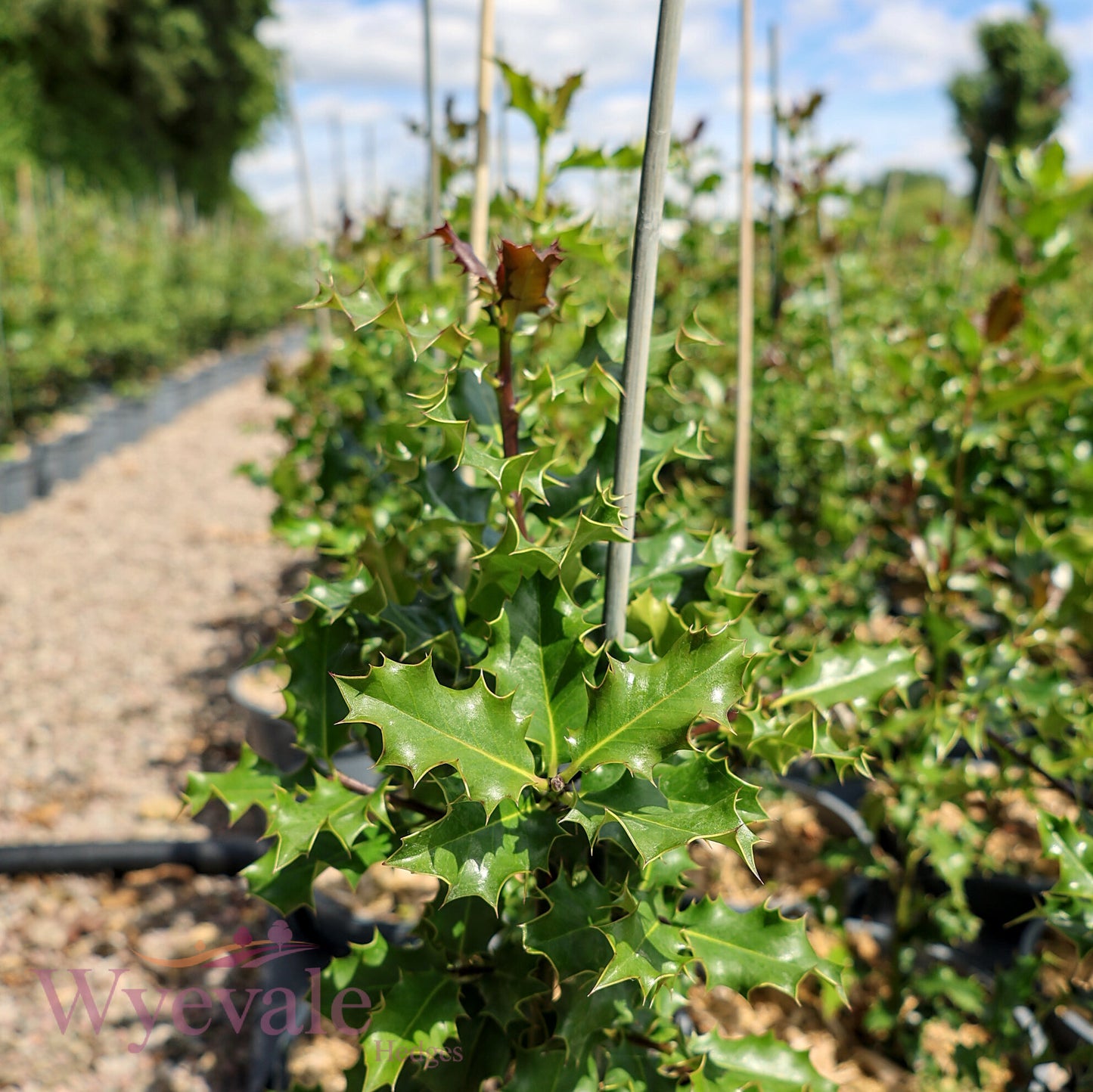 Ilex aquifolium (Holly)
