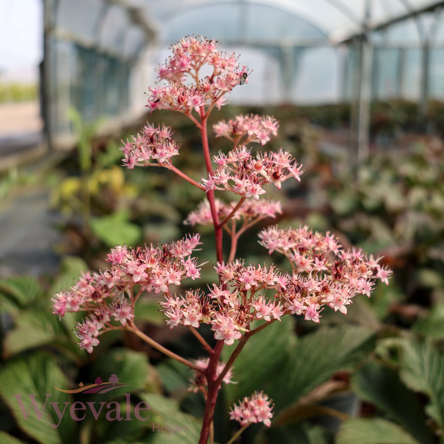 Rodgersia 'Bronze Peacock'