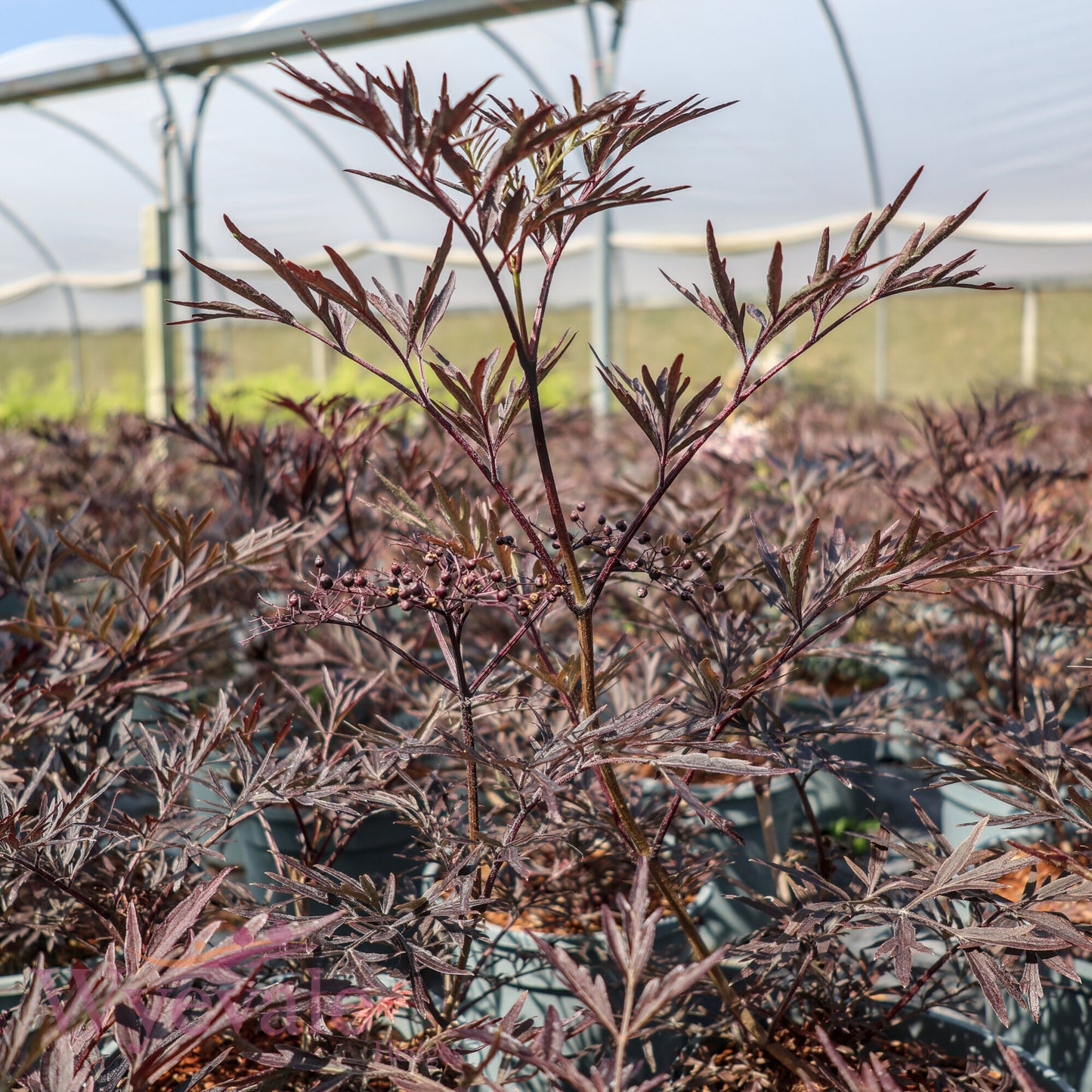 Sambucus nigra (Black Lace Elder) 'Black Lace'