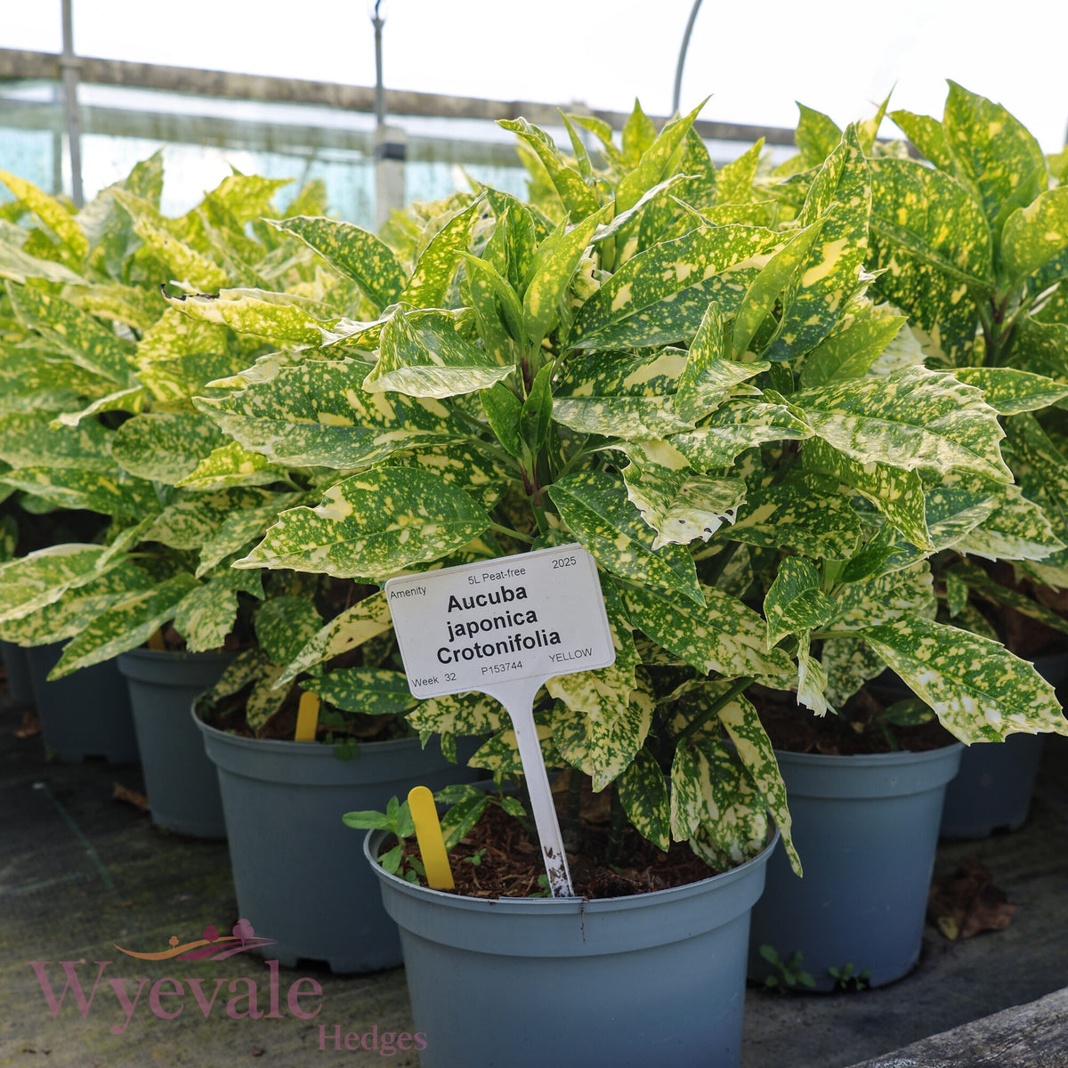 Aucuba japonica (Spotted Laurel) 'Crotonifolia'