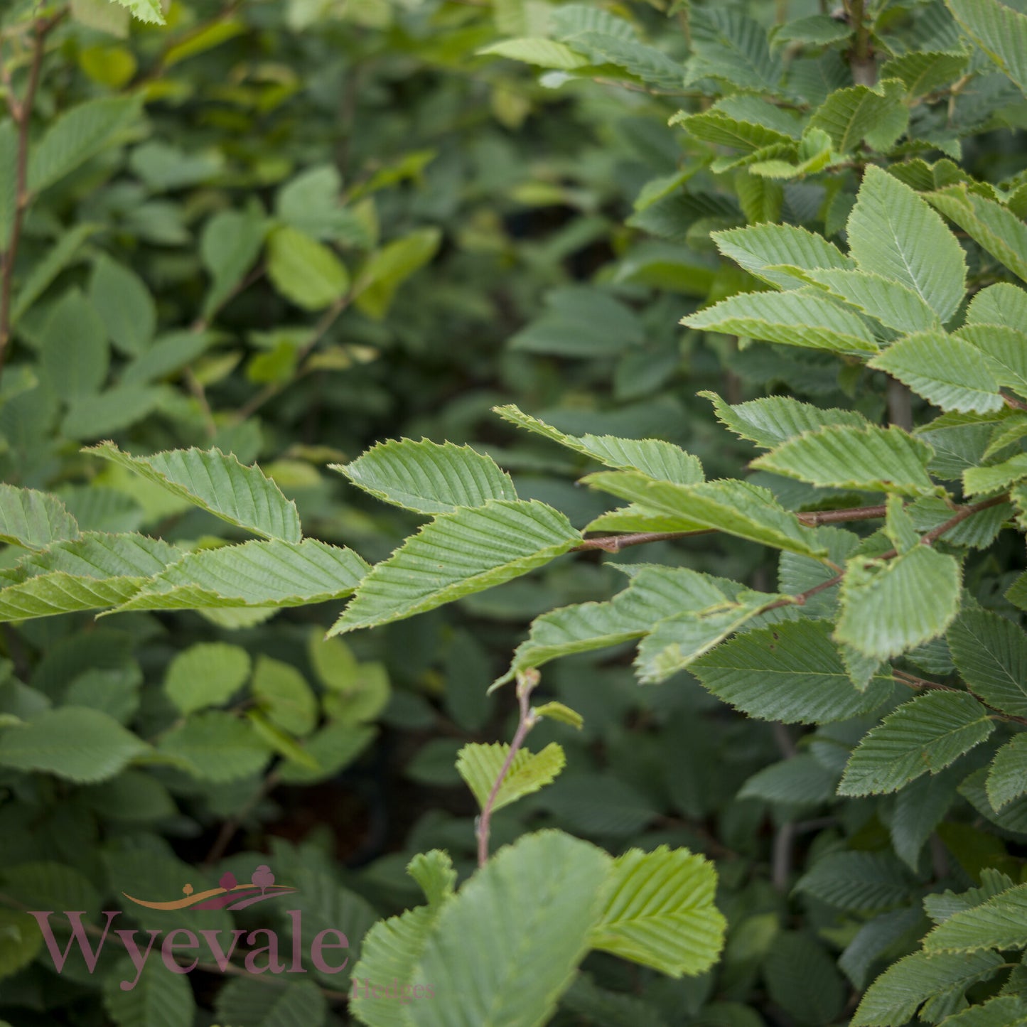Carpinus betulus (Hornbeam)