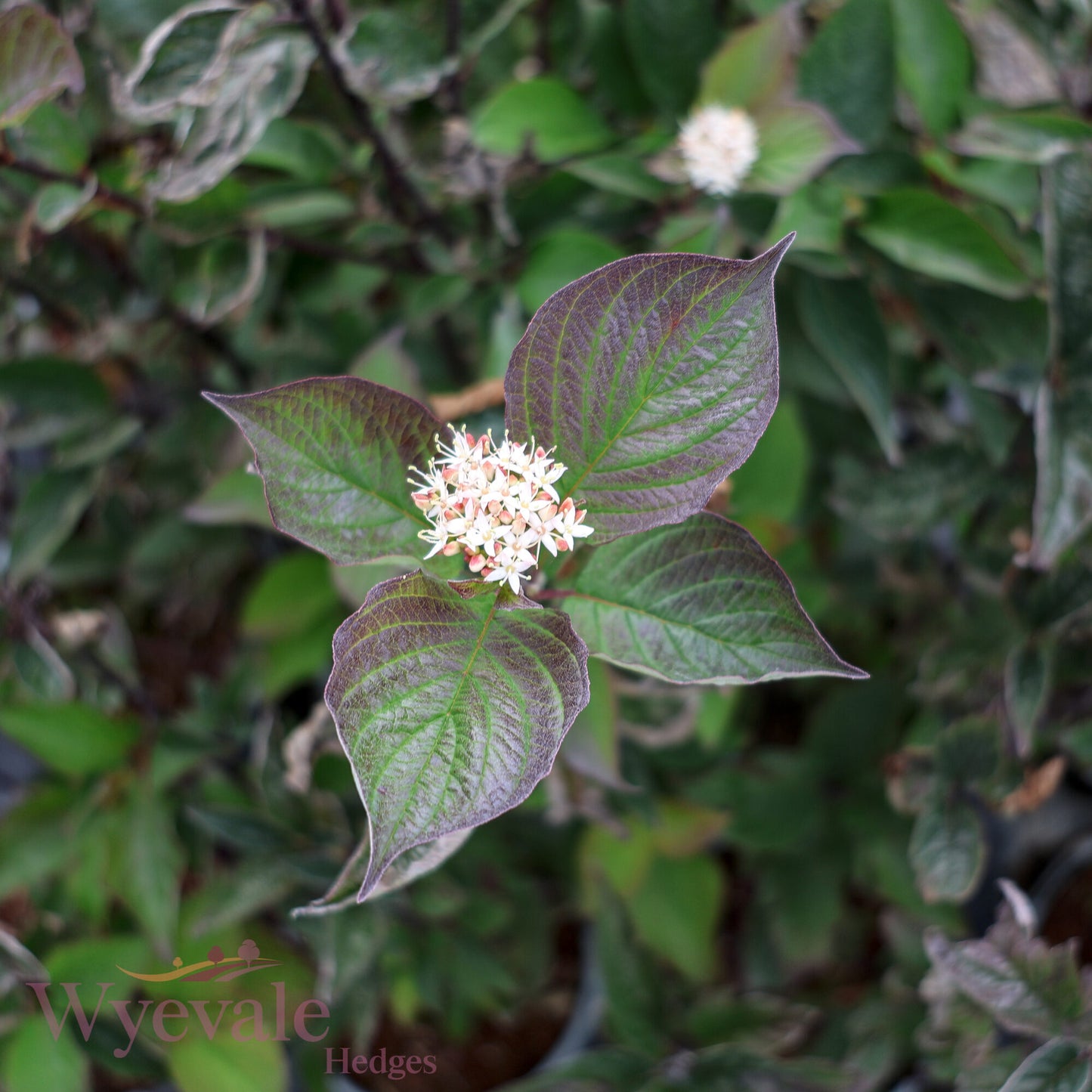 Bareroot Cornus alba (Black-stemmed Dogwood) 'Kesselringii'