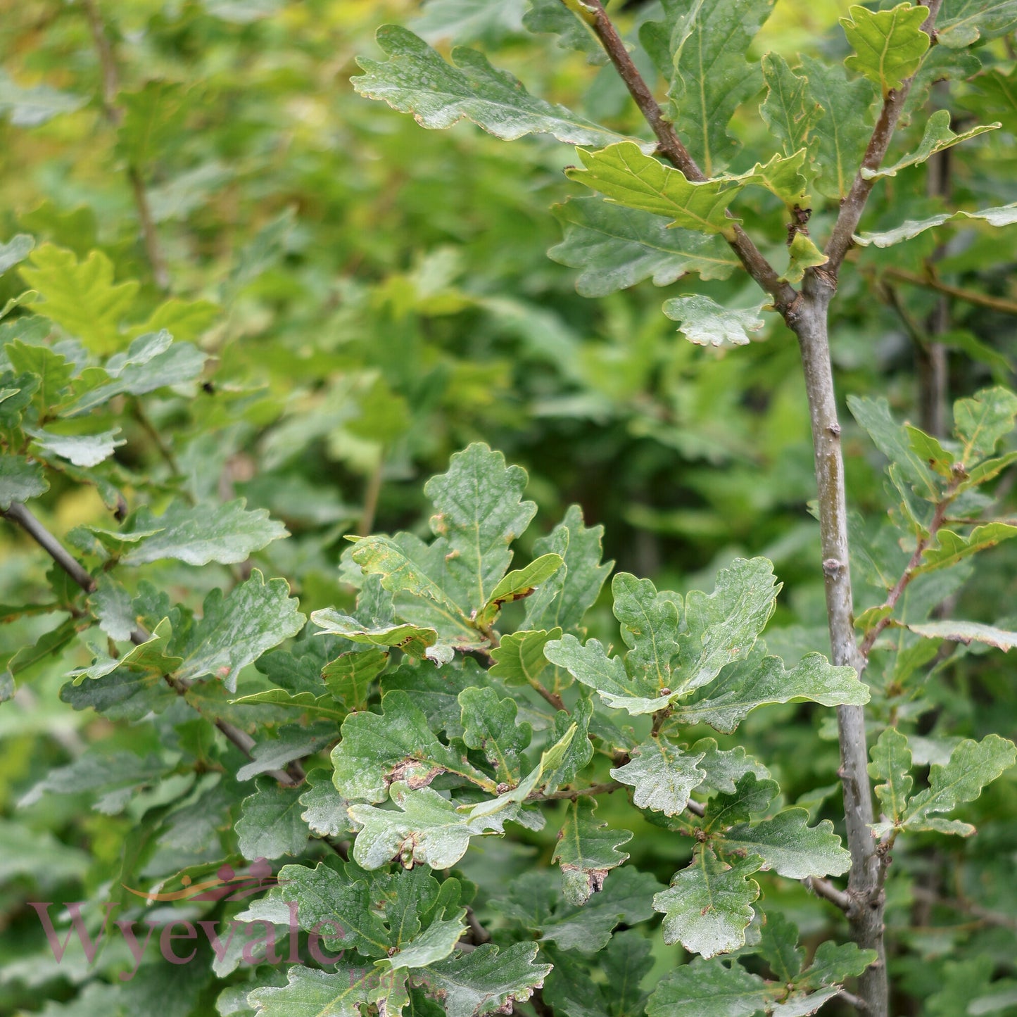 Quercus robur (English oak)
