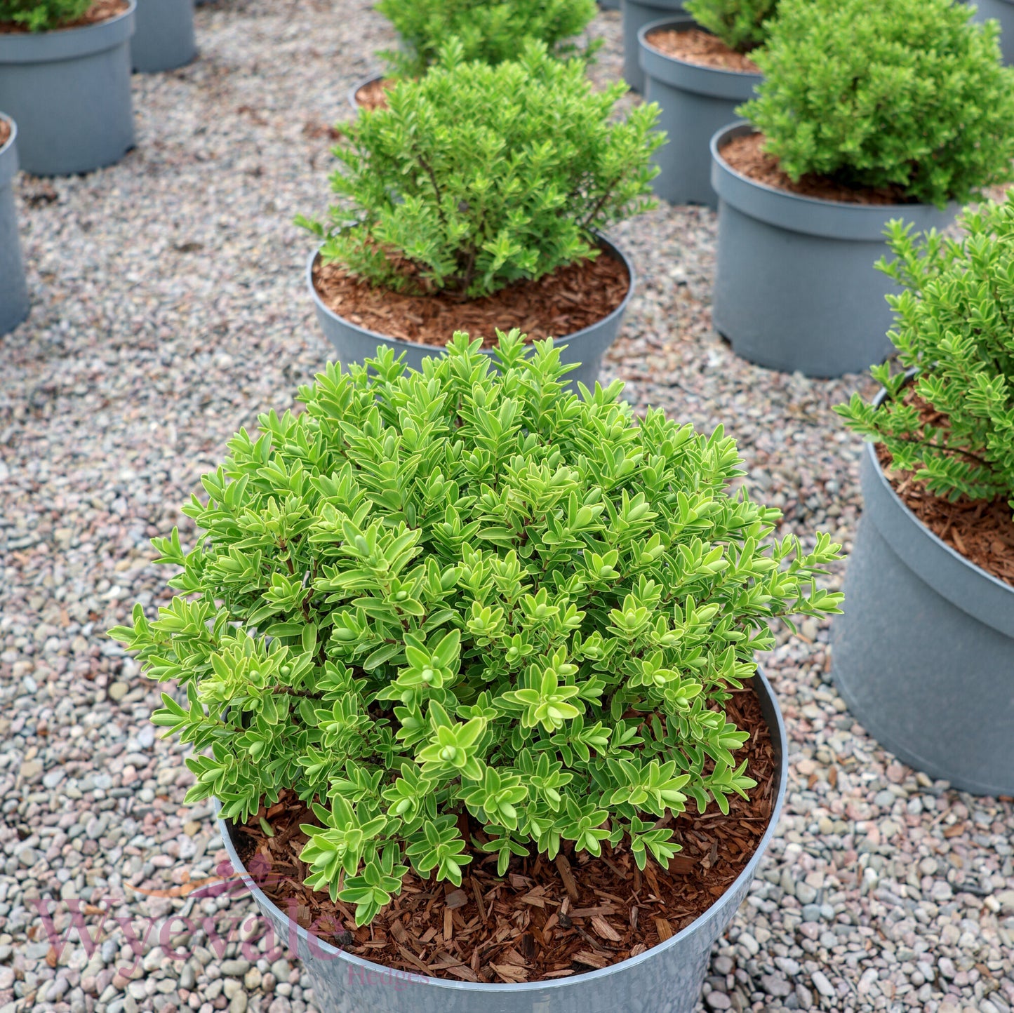 Hebe rakaiensis (Shrubby Veronica)