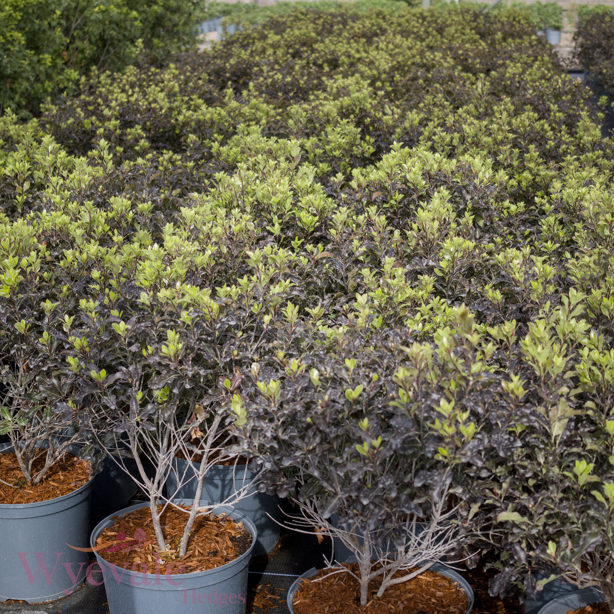 Pittosporum tenuifolium (Kohuhu Silver Ball) 'Purpureum'