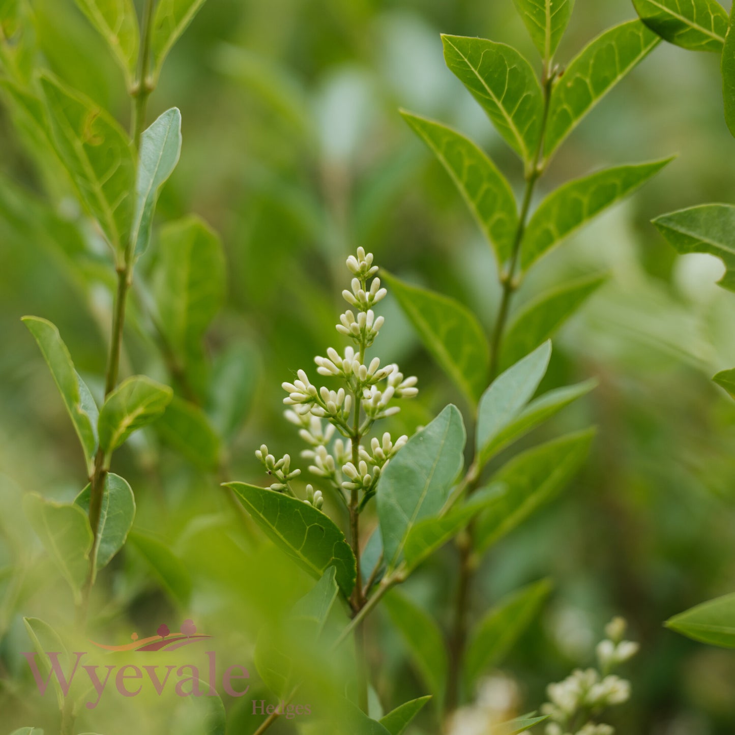 Bareroot Ligustrum ovalifolium (Oval-leaved Privet)