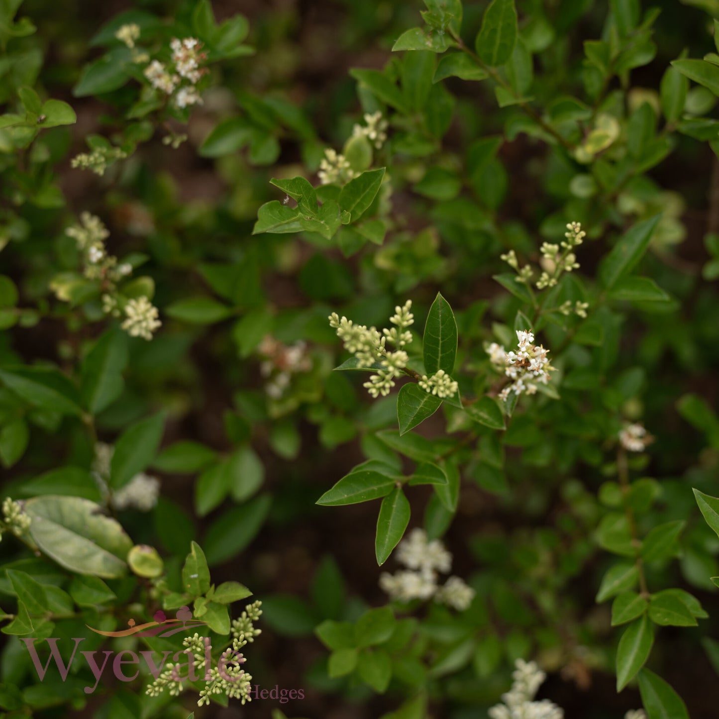 Bareroot Ligustrum ovalifolium (Oval-leaved Privet)
