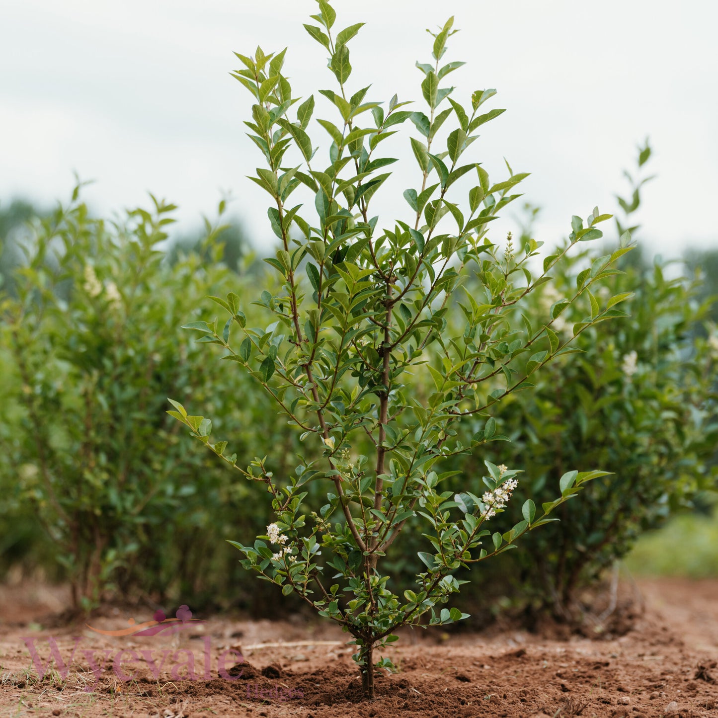 Bareroot Ligustrum ovalifolium (Oval-leaved Privet)
