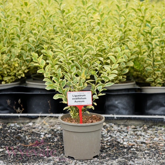 Ligustrum ovalifolium (Privet) 'Aureum'