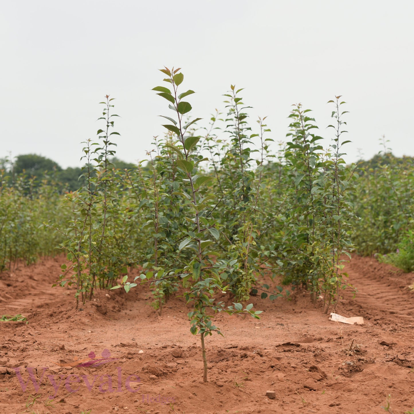Bareroot Malus sylvestris (Crab Apple)