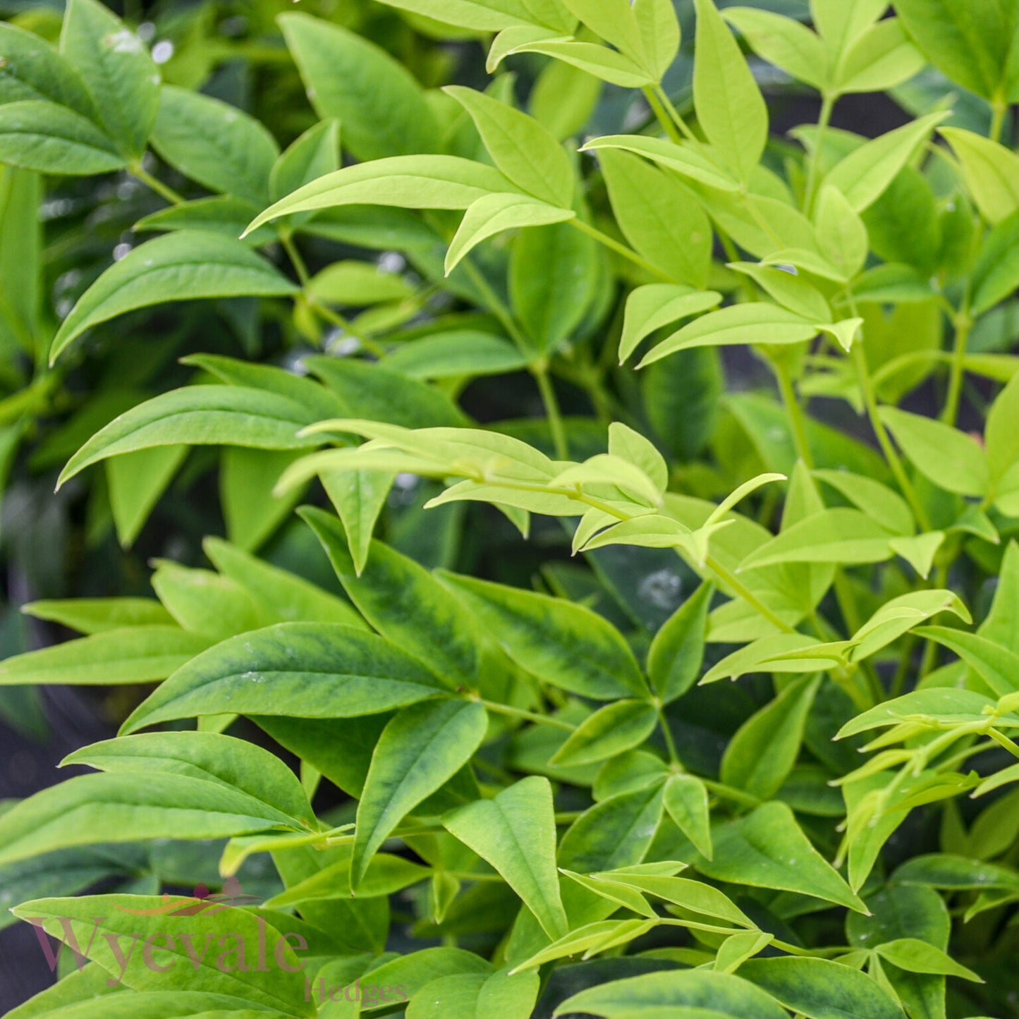 Nandina domestica (Heavenly bamboo) 'Magical Lemon and Lime'