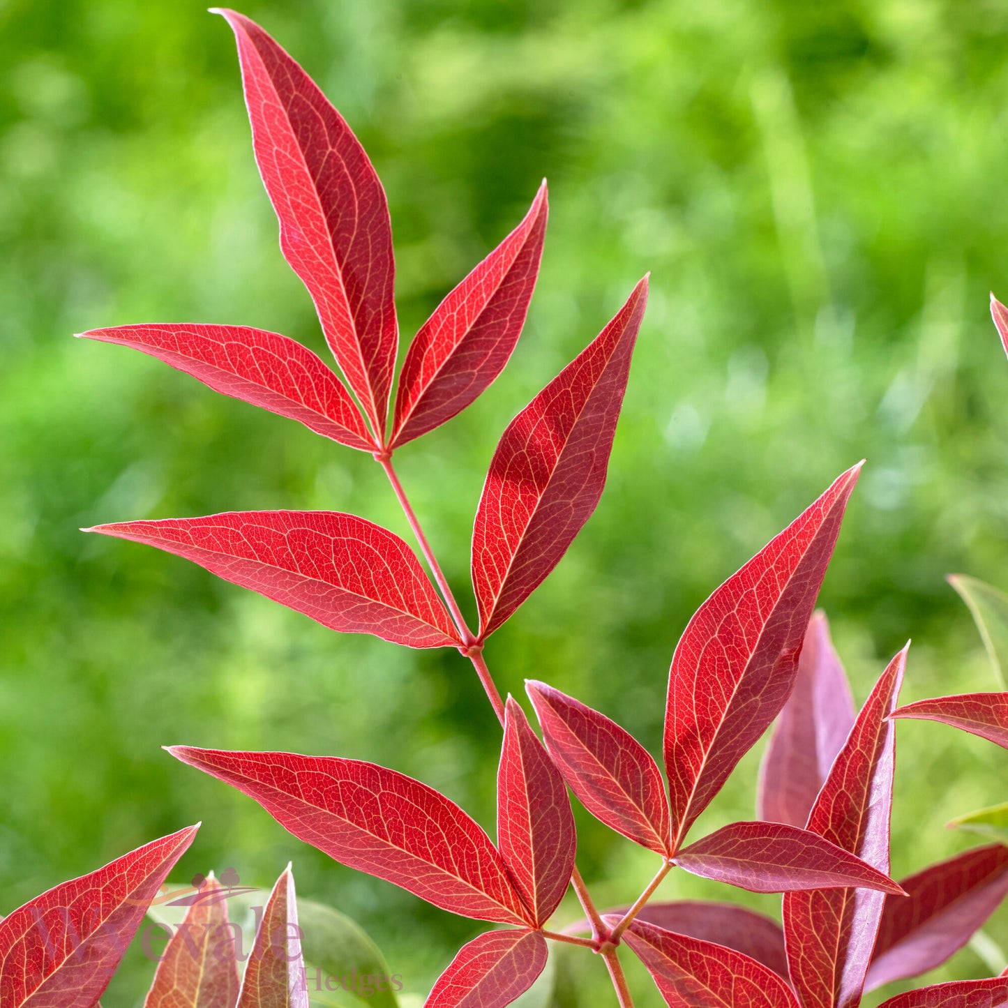 Nandina domestica (Heavenly Bamboo) 'Obsessed'