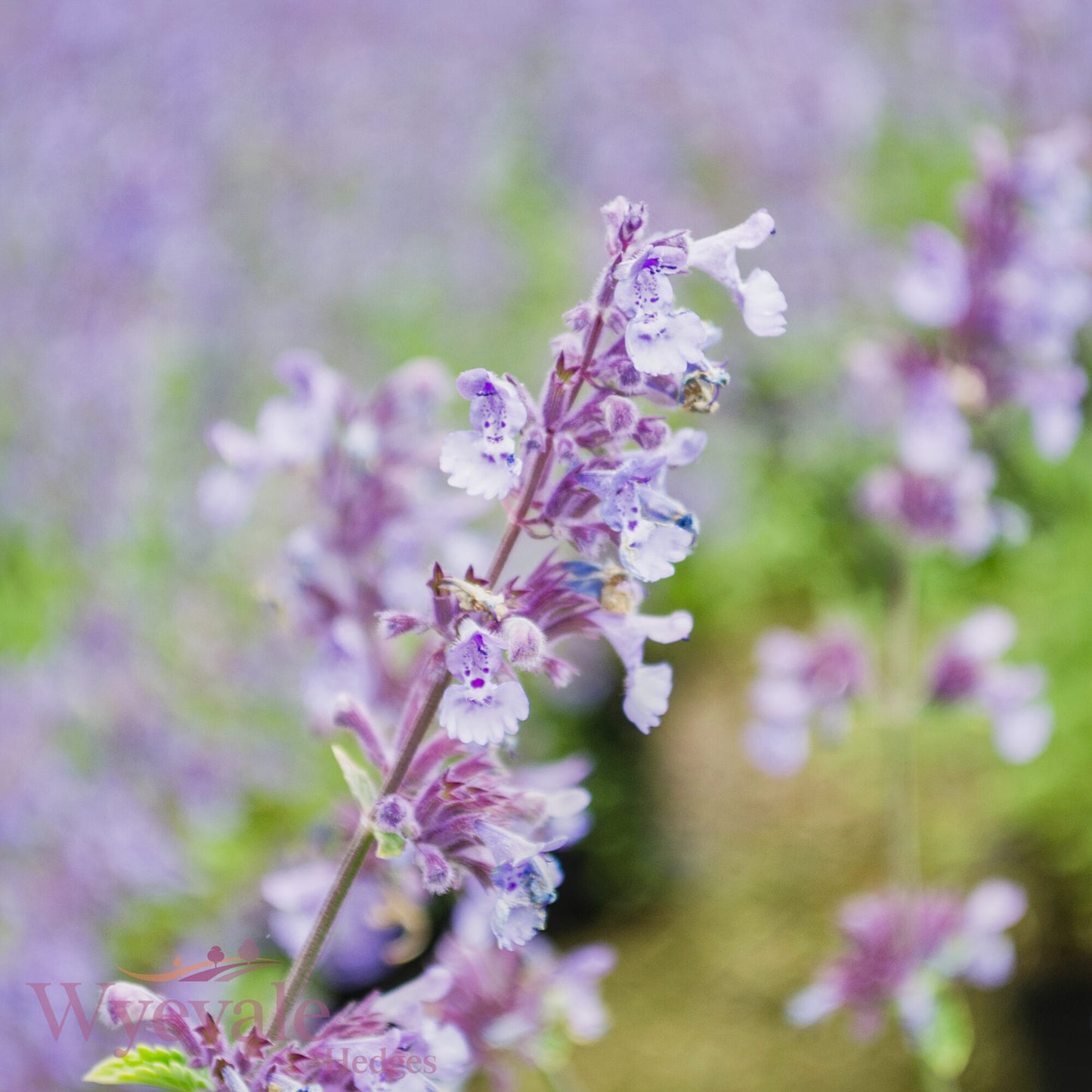 Nepeta racemosa (Catmint) 'Walker's Low'