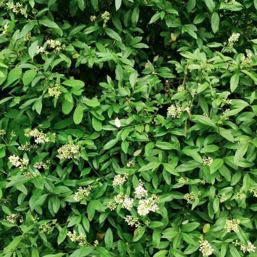 Bareroot Ligustrum vulgare (Wild Privet)