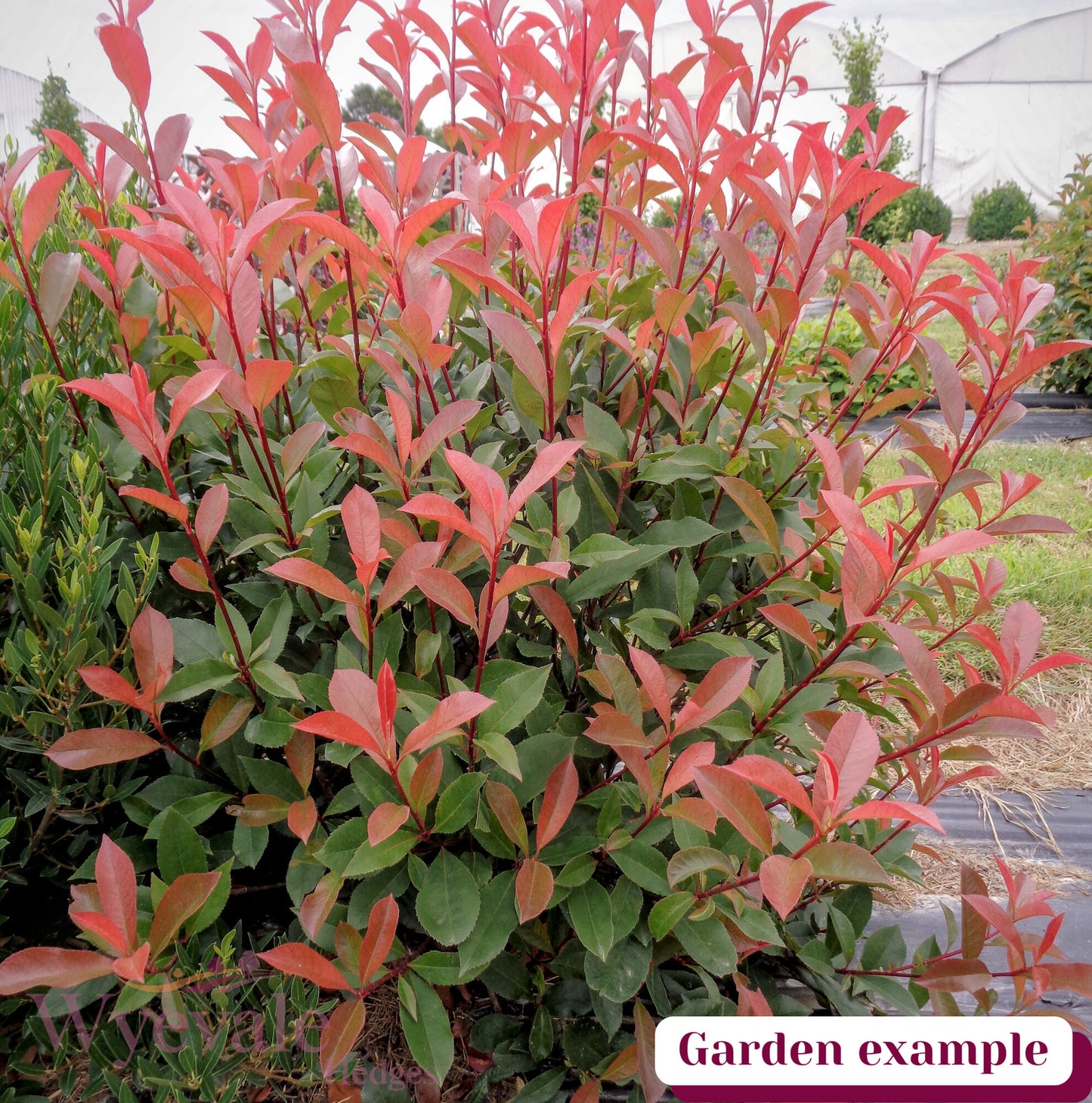 Photinia x fraseri (Red robin) 'Carre Rouge'