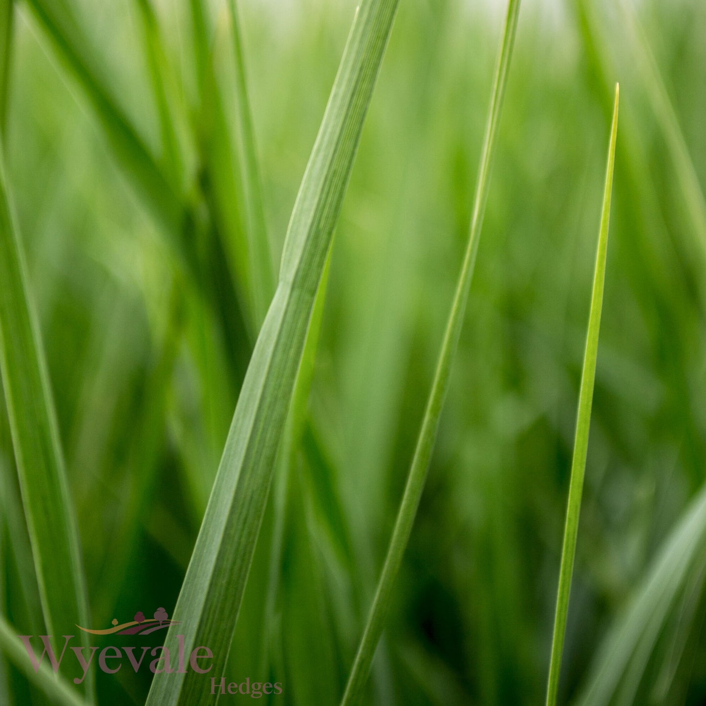 Panicum virgatum (Switch Grass) 'Heavy Metal'