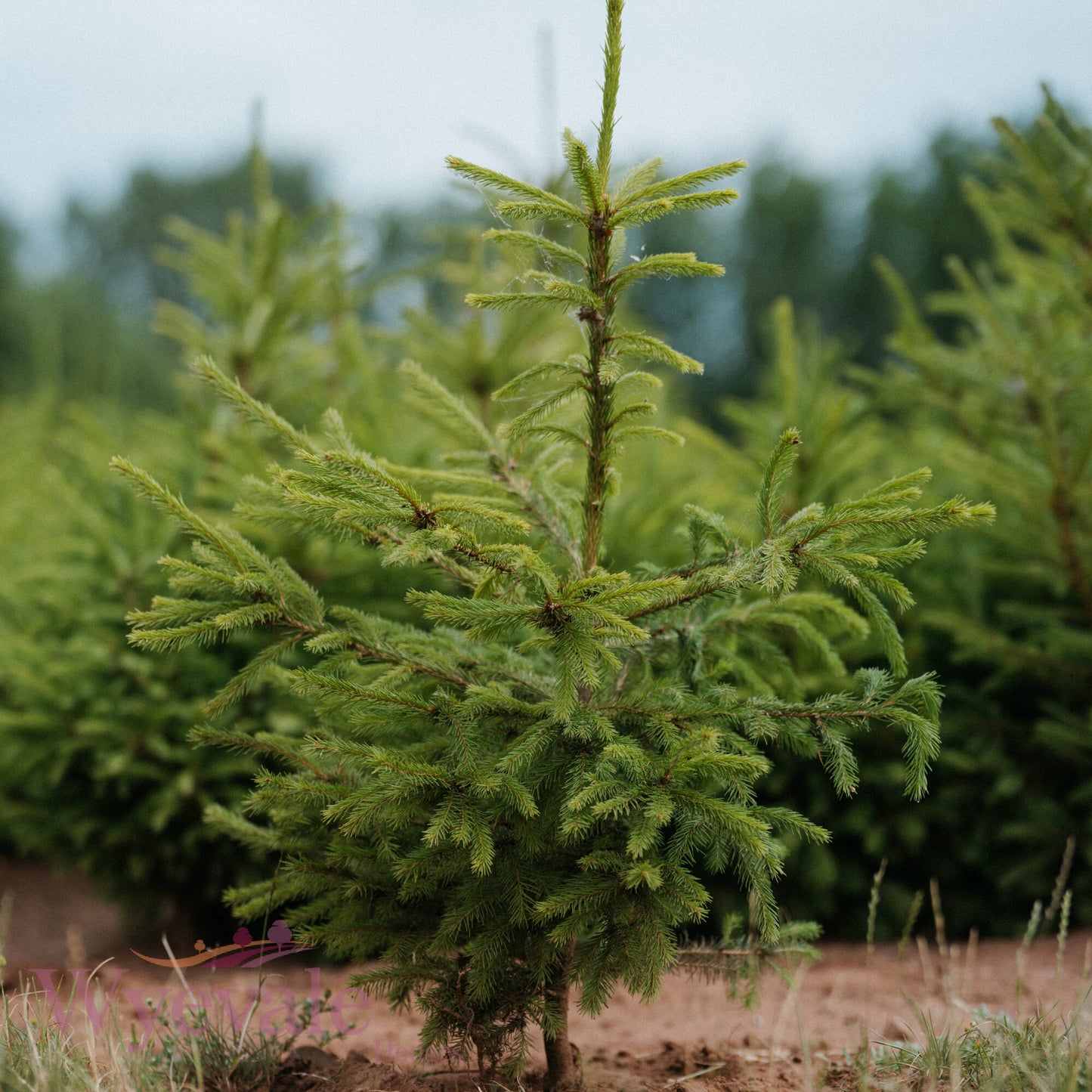 Bareroot Picea abies (Norway Spruce)