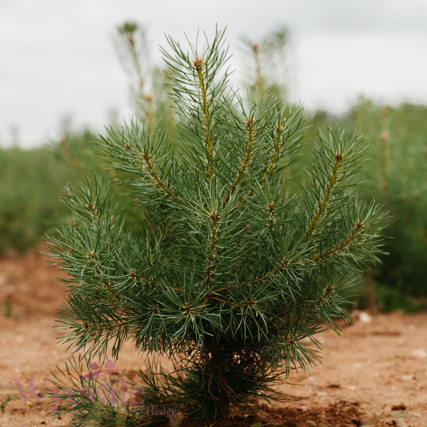 Bareroot Pinus sylvestris (Scots Pine)