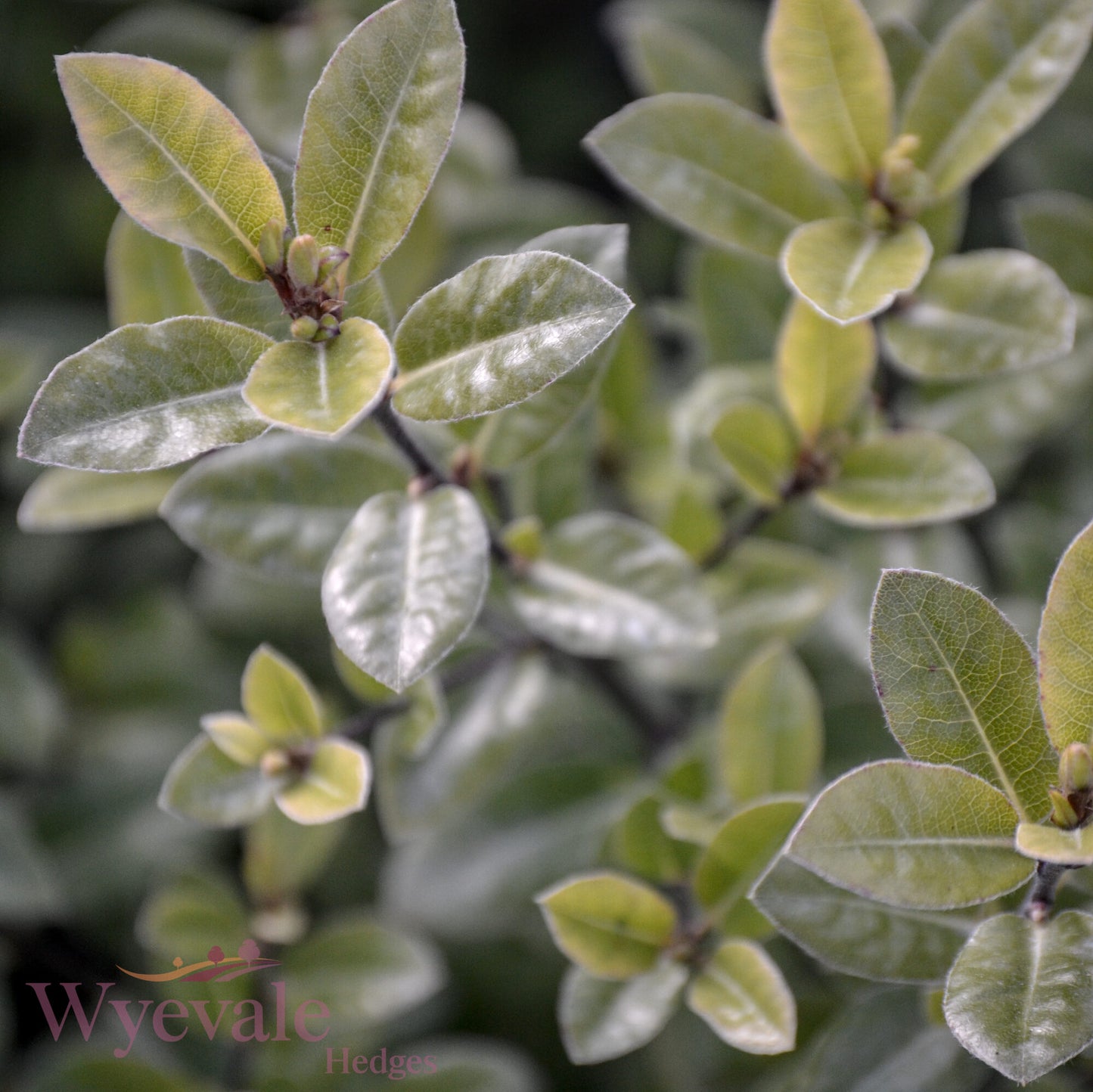 Pittosporum tenuifolium (Kohuhu) 'Golf Ball'