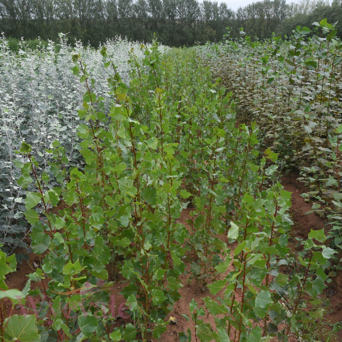 Bareroot Populus nigra (Lombardy Poplar) 'Italica'