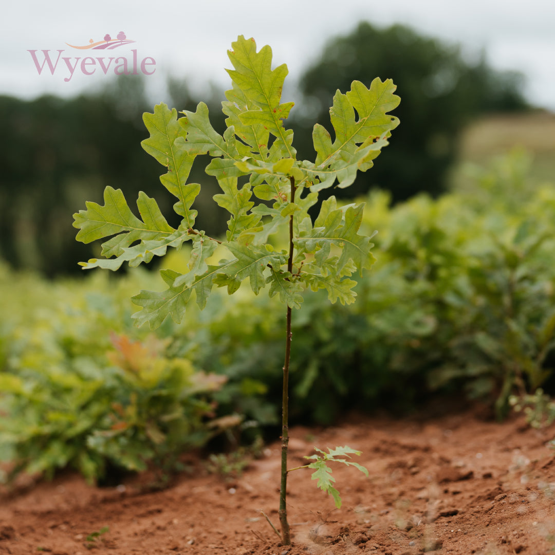 Bareroot Quercus petraea (Sessile Oak)