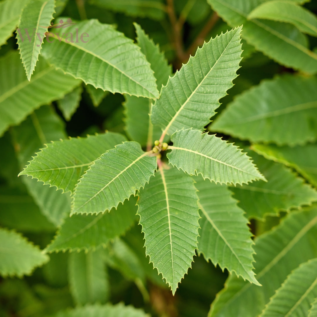 Top view of Sweet Chestnut leaves, capturing the broad and serrated features of the Castanea sativa foliage