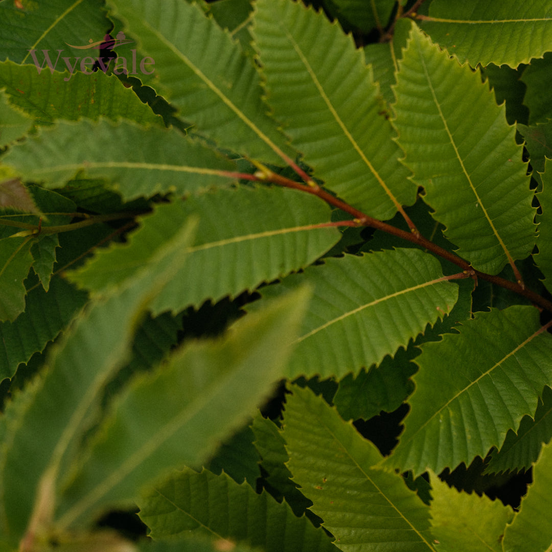 Close-up view of Sweet Chestnut leaves (Castanea sativa)
