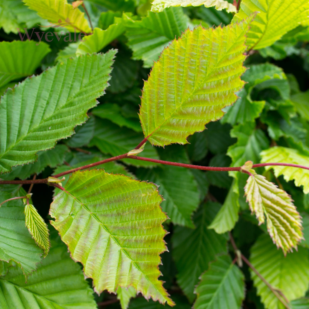 Close-up of Carpinus betulus leaves, commonly known as European Hornbeam. The image highlights the detailed texture and serrated edges of the vibrant green leaves