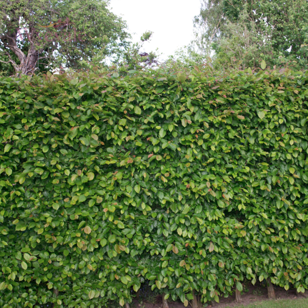 Side profile view of a Hornbeam hedge. This photo provides a lateral perspective on a hedge composed of Carpinus betulus
