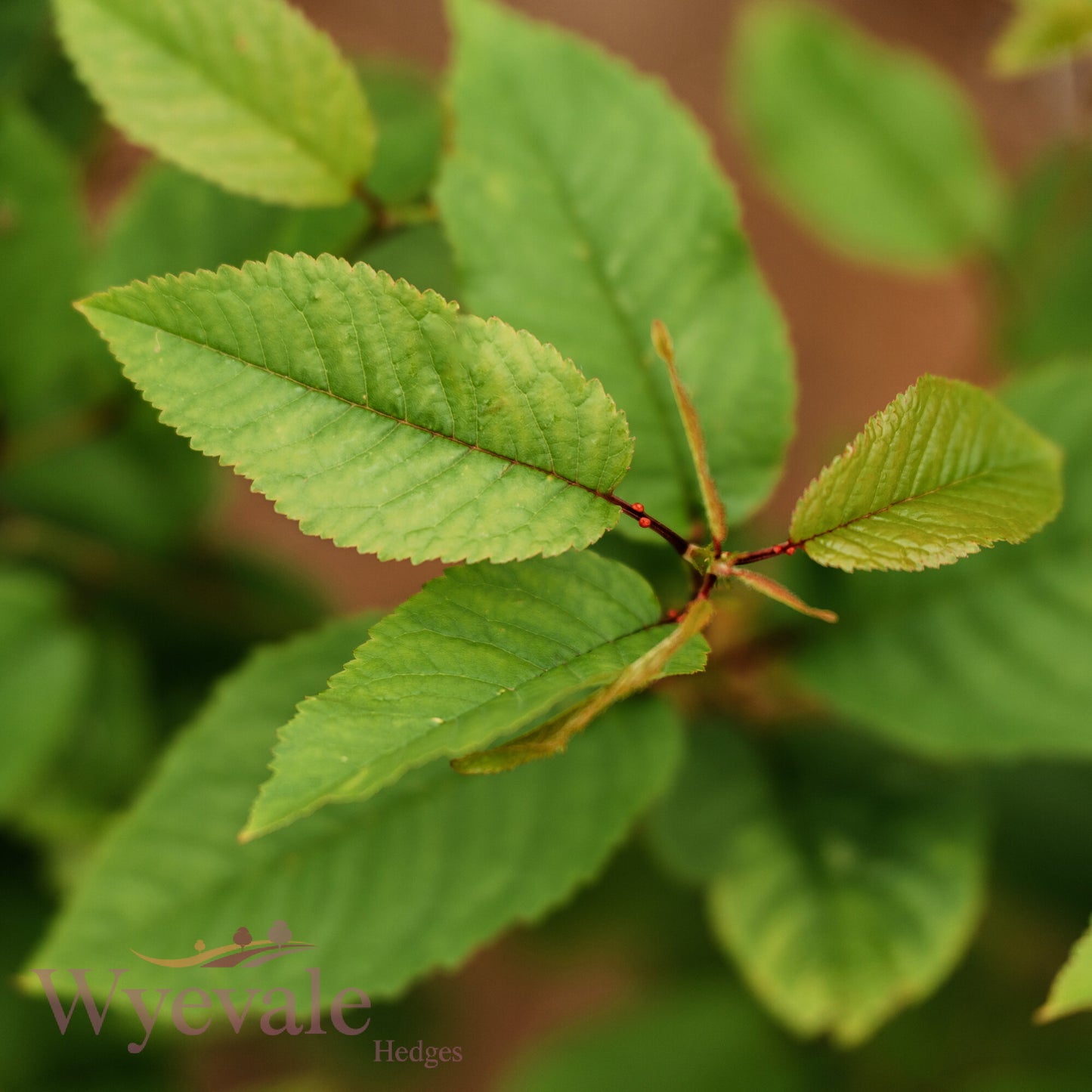Bareroot Prunus avium (Wild Cherry)