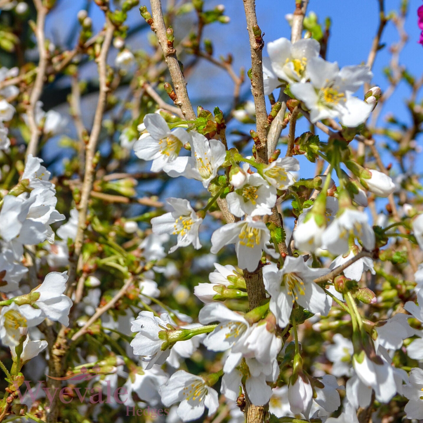 Prunus incisa (Fuji Cherry) 'Kojo-no-mai'