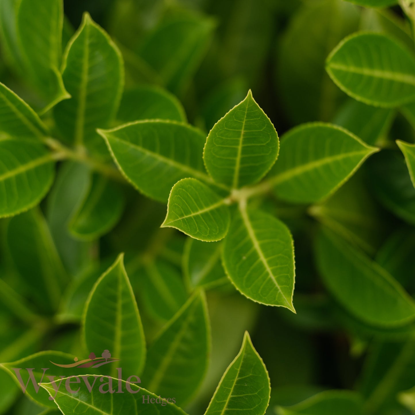 Bareroot Prunus laurocerasus (Cherry Laurel)