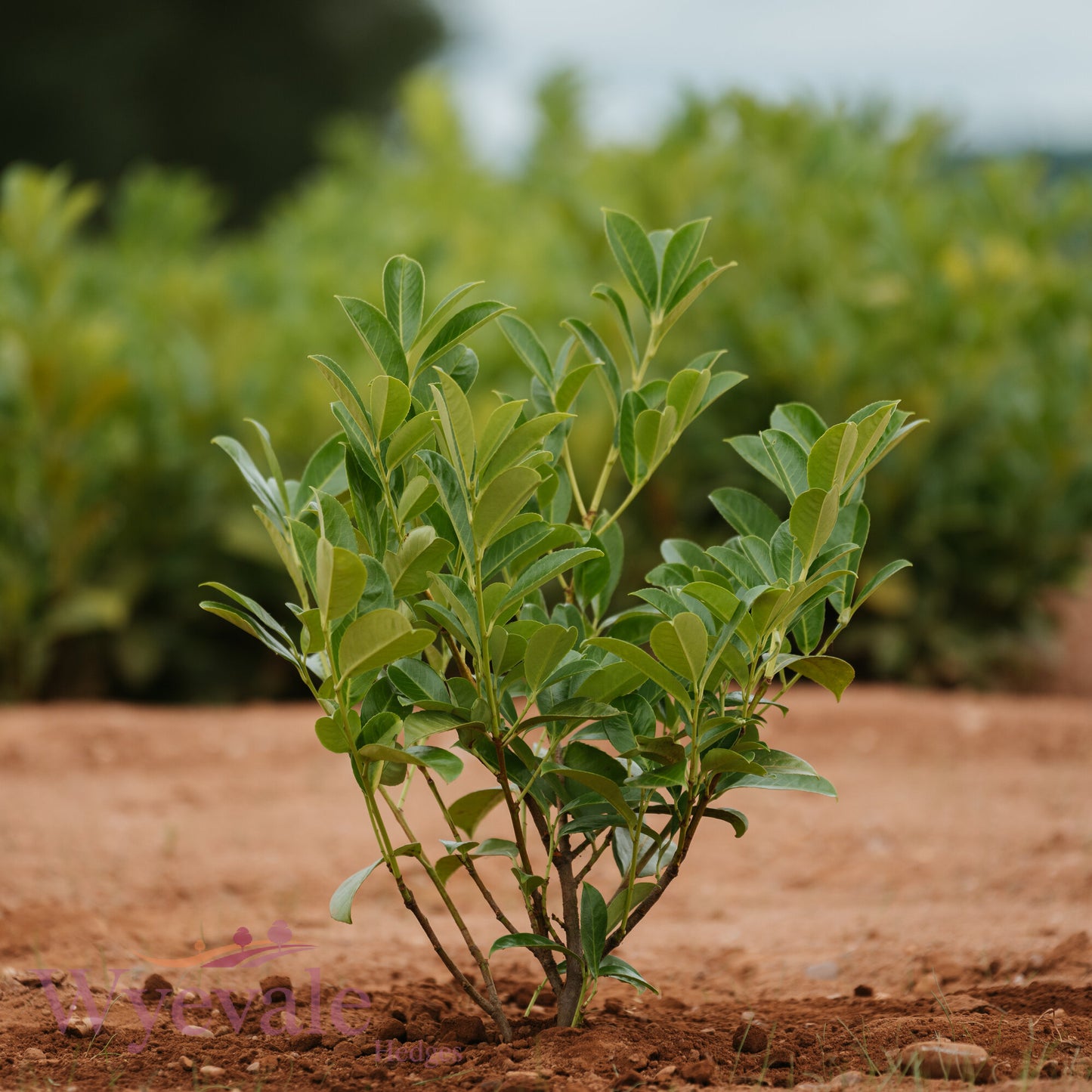 Bareroot Prunus laurocerasus (Cherry Laurel)