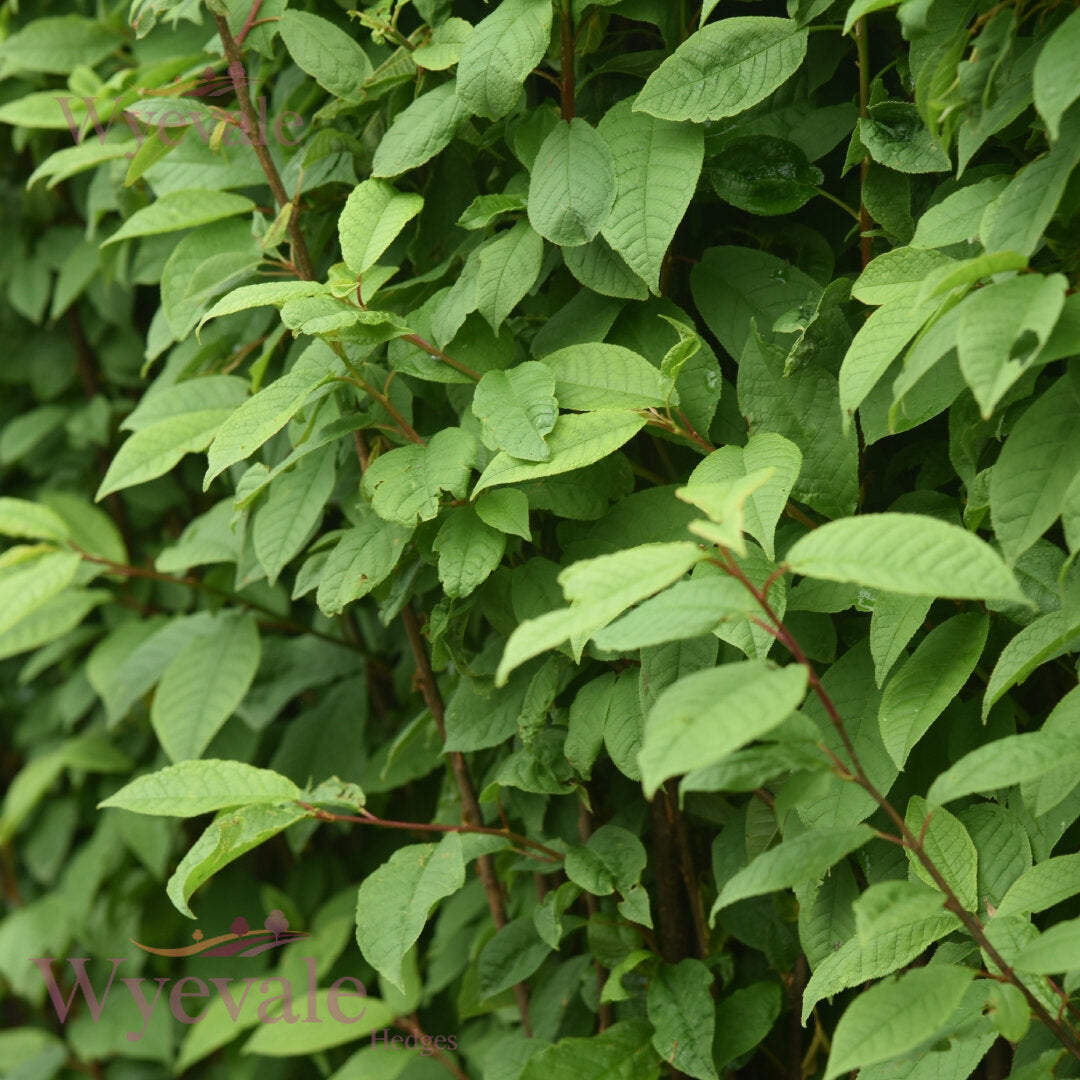 Bareroot Prunus padus (Bird Cherry)