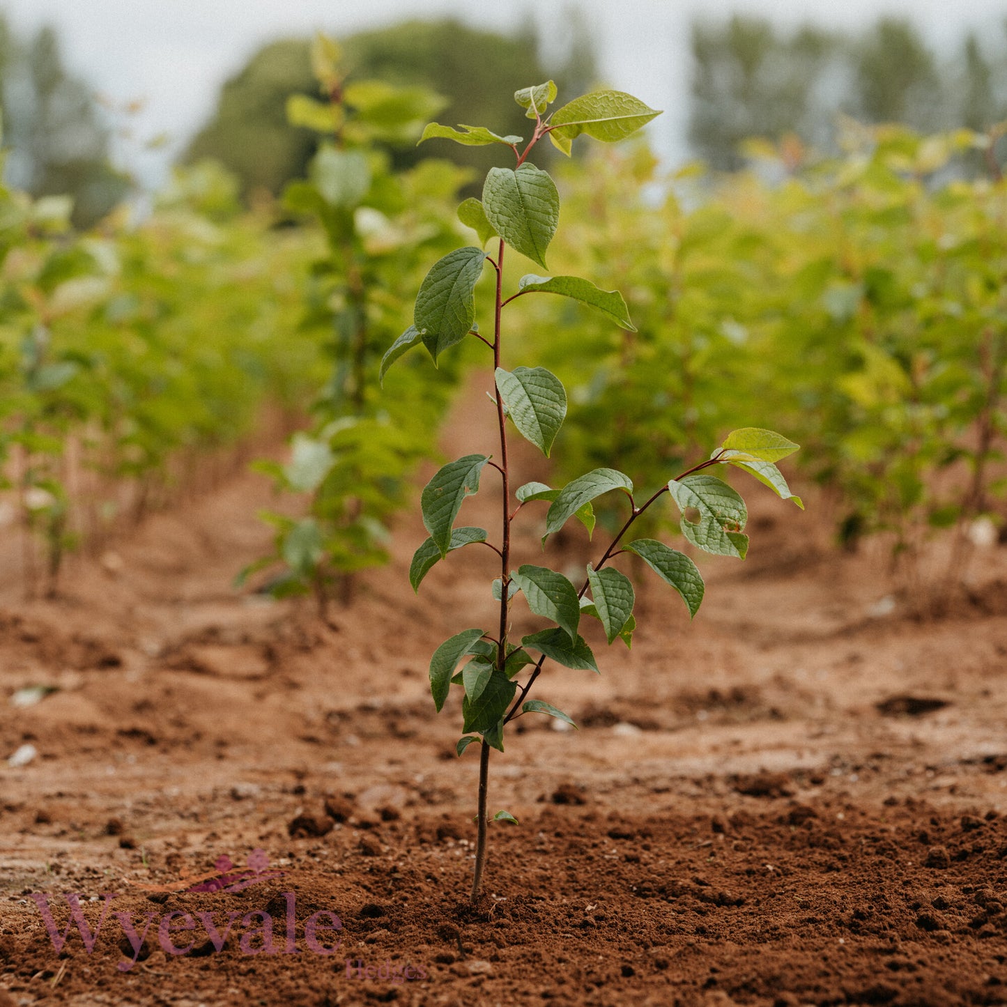 Bareroot Prunus padus (Bird Cherry)