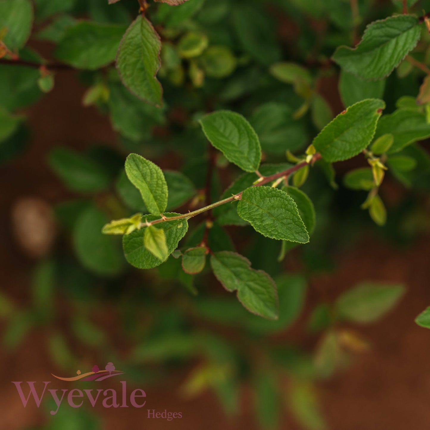 Bareroot Prunus spinosa (Blackthorn)