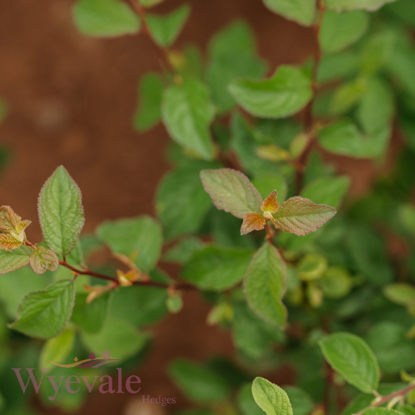 Bareroot Prunus spinosa (Blackthorn)
