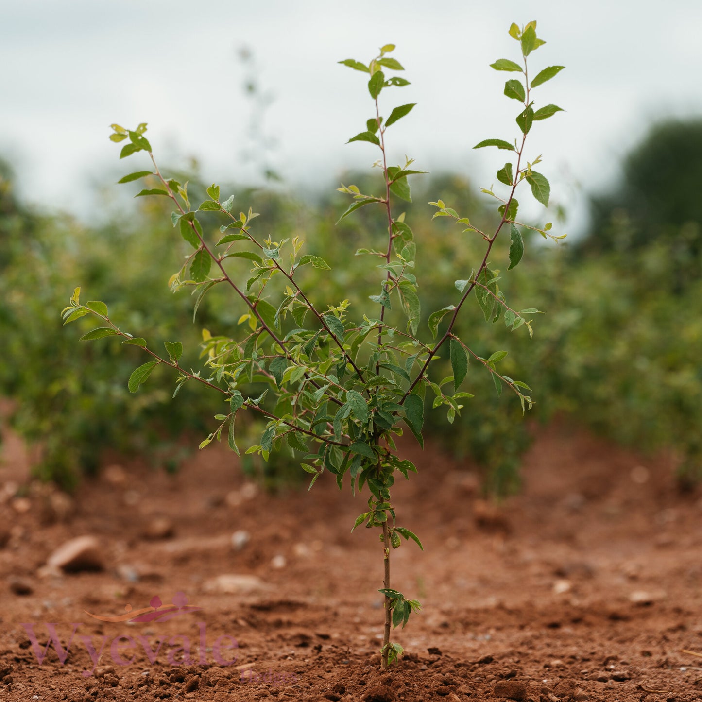Bareroot Prunus spinosa (Blackthorn)