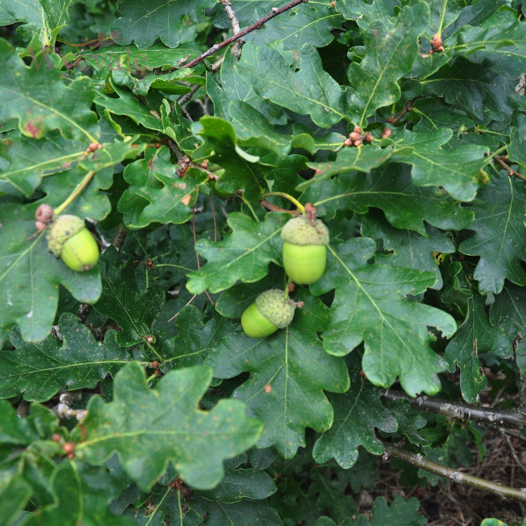 Bareroot Quercus robur (English Oak)